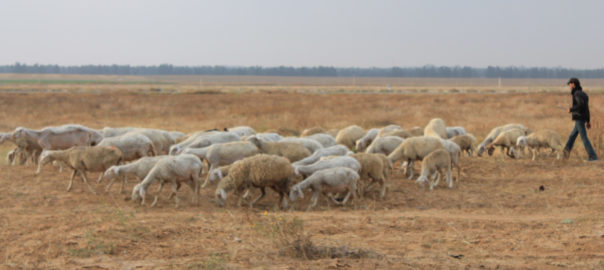 Palestinian shepherd